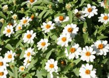 White blooms cover the top of a green plant.