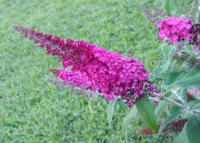 Tiny, pink flowers in a cone shape cover the end of a branch.