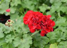 A cluster of red flowers bloom in the center of a sea of green foliage.