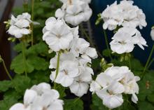 Clusters of white flowers bloom atop slender stems above green foliage.