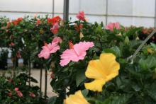 Yellow, pink and red blooms can be seen blooming on rows of green foliage.