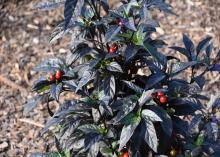 Red fruit is scattered among black leaves on a plant.