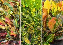 Three panels display colorful green, yellow and purple foliage.