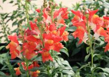 Orange flowers are arranged in rows on vertical stems.