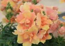 A cluster of ruffled, peach blooms is pictured.