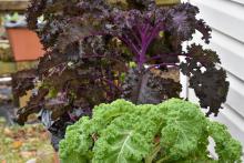 Plants with ruffled, purple leaves and ruffled, green leaves.