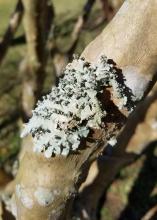 Part of a smooth branch is covered with a light-gray, flat organism with ruffled edges.