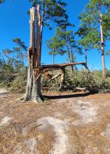 Against a background of standing trees, a tree trunk stands snapped into jagged pieces.