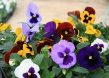 Blooms of red, purple, white and yellow rise above green leaves.