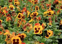 A sea of yellow blooms with dark red blotches are scattered among green leaves.