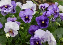 Various shades of purple flowers bloom above green foliage.