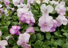 Light purple blooms cover the top of green plants.