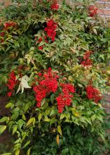 A green bush has clusters of red berries.