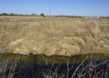 Tall, brown grass thickly covers a landscape.