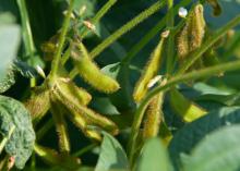 Soybeans in a field.