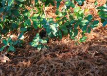 A cluster of reddish, light-brown mulch underneath a bush.