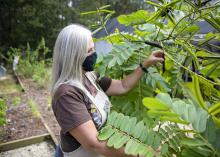 A woman reaches for a seed pod on a small tree.