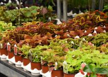 Small, potted plants are lined up in rows.