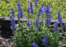 Spikes of blue flowers extend from a green plant.