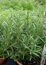 Slender plants with needle-like leaves grow in brown pots.