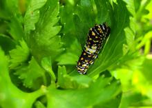 A tiny caterpillar can be seen in a bunch of parsley.