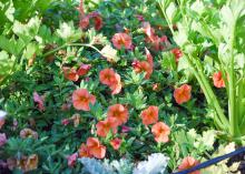 Green, leafy stalks rise from a mass of orange flowers and green foliage.