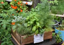 A wooden box is overflowing with different green plants.