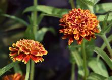 Orange and yellow blooms rise among green foliage.