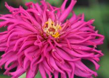 A single pink bloom has curved petals.