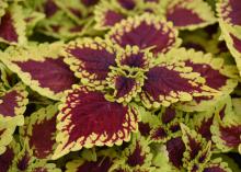 Lime green, ruffled leaves have reddish centers.