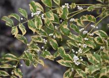 Small clusters of white berries line a branch with variegated green leaves.