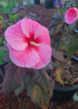 A large pink bloom rests atop dark green leaves.