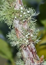 Tiny balls appear amid a fuzzy growth on a branch.