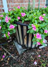 Pink blooms dot green foliage that spills over the sides of a container.