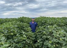 A man stands in tall cotton.