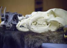 A row of white or black animal skulls.