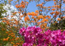 Pink blooms cover a bush in front of a background of orange blooms.