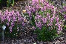 Mulch surrounds small flowering plants.