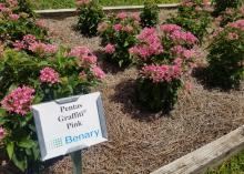 Pine straw surrounds pink-flowering plants in a bed.