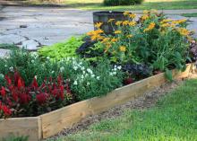 A variety of flowers are lined with wood.