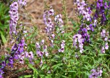 Purple flowers bloom on spikes.