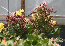 A single hummingbird feeds on a mound of blooms.