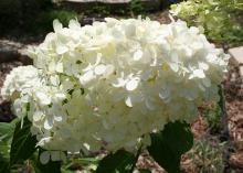 A cluster of small white flowers.