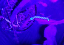 A caterpillar glows brightly under blacklight.