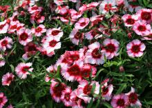 Dozens of white blooms with red centers cover a plant.