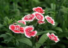 A cluster of flowers has white edges and red centers.