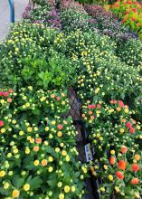 Dozens of buds show flashes of color.