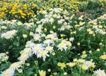 White blooms cover a plant.