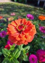 Three honeybees feed on a single orange bloom.