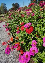 Dozens of red and purple flowers bloom on tall stems.